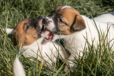 Yavru bir jack russell terrier