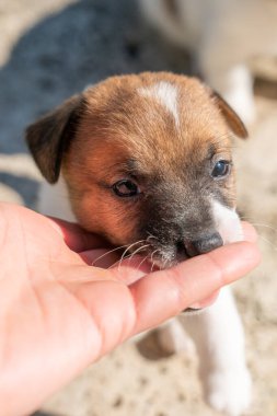 Yavru bir jack russell terrier