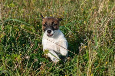 Yavru bir jack russell terrier