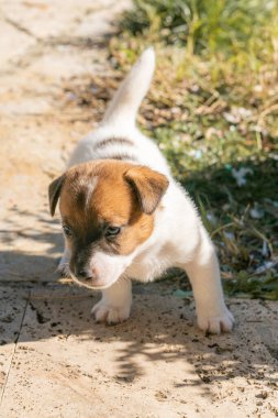 Yavru bir jack russell terrier