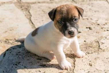 Yavru bir jack russell terrier