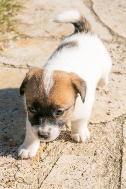 Yavru bir jack russell terrier