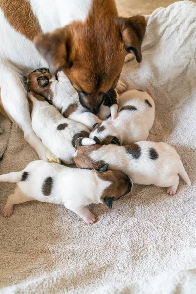 Jack Russell Terrier 'in portresi.