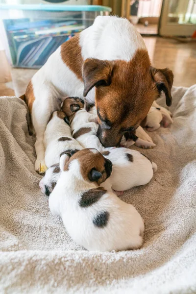 Jack Russell Terrier 'in portresi.