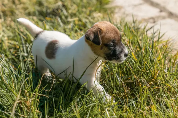 Jack Russell Terrier 'in portresi.