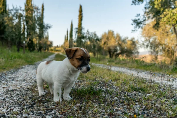 Jack Russell Terrier 'in portresi.