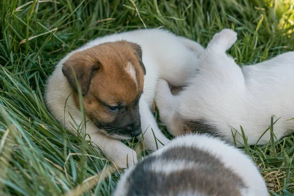 Jack Russell Terrier 'in portresi.