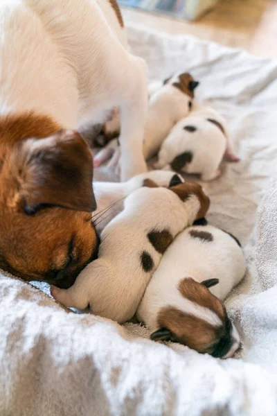 Jack Russell Terrier 'in portresi.