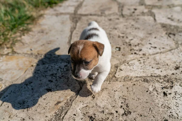 Jack Russell Terrier 'in portresi.
