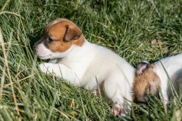 Jack Russell Terrier 'in portresi.