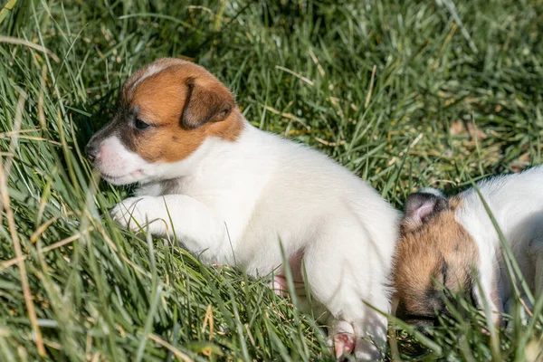 Jack Russell Terrier 'in portresi.