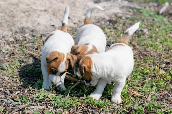 Jack Russell Terrier 'in portresi.