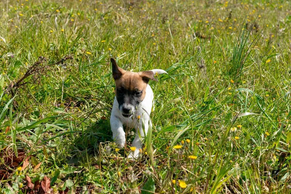 Jack Russell Terrier 'in portresi.