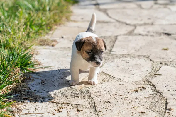 Jack Russell Terrier 'in portresi.