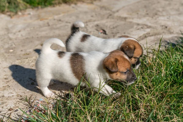 Jack Russell Terrier 'in portresi.
