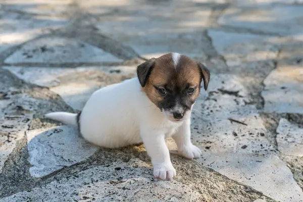 Jack Russell Terrier 'in portresi.