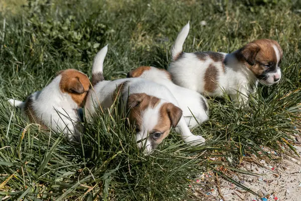 Jack Russell Terrier 'in portresi.