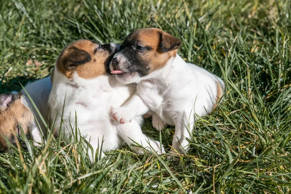Jack Russell Terrier 'in portresi.