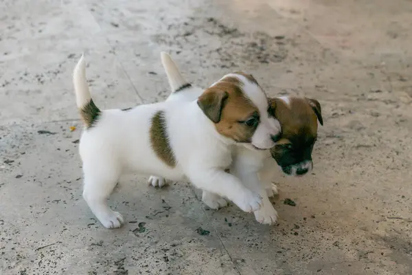Jack Russell Terrier 'in portresi.