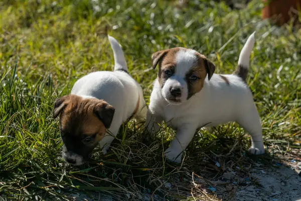 Jack Russell Terrier 'in portresi.