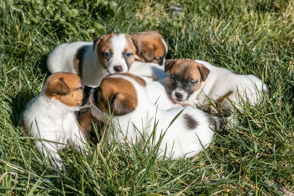 Jack Russell Terrier 'in portresi.
