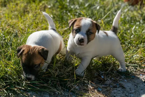 Jack Russell Terrier 'in portresi.