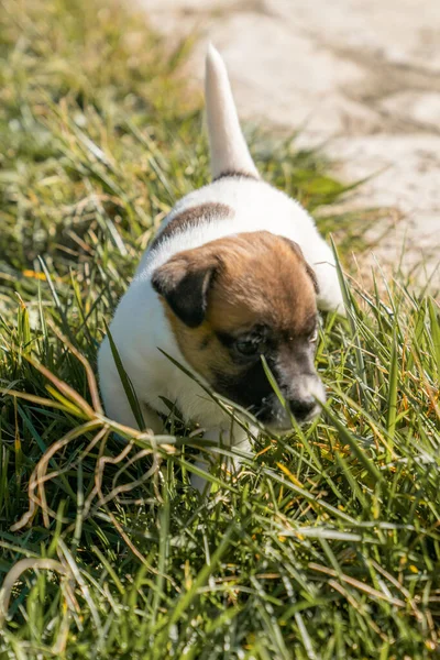 Jack Russell Terrier 'in portresi.