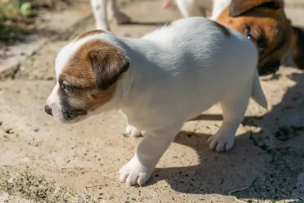Jack Russell Terrier 'in portresi.