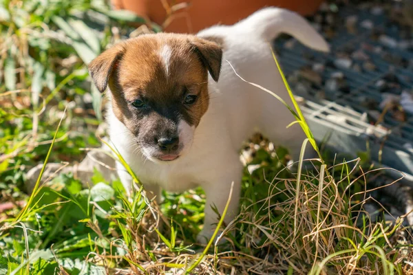 Jack Russell Terrier 'in portresi.