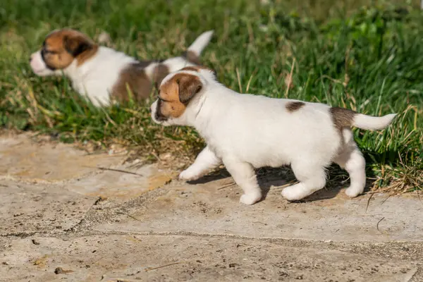 Jack Russell Terrier 'in portresi.