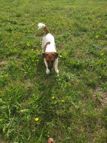 Jack Russell Terrier 'in portresi.