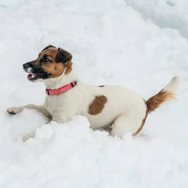 Jack Russell Terrier 'in portresi.