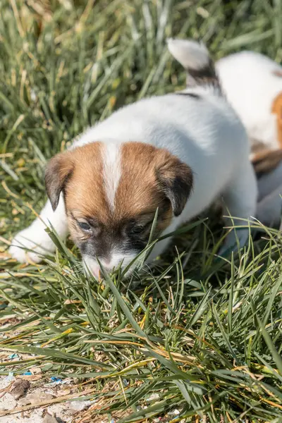 Jack Russell Terrier 'in portresi.
