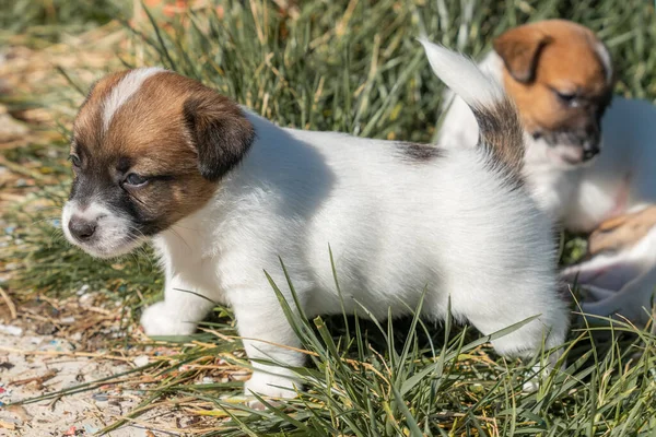 Jack Russell Terrier 'in portresi.