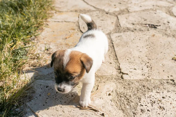 Jack Russell Terrier 'in portresi.