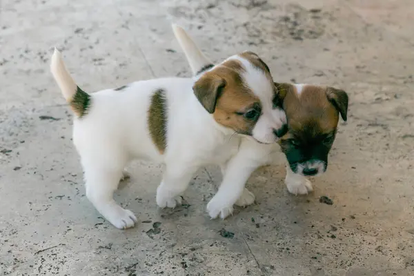 Jack Russell Terrier 'in portresi.