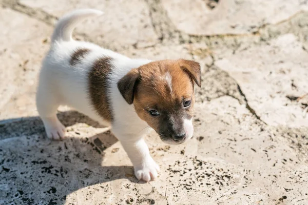 Jack Russell Terrier 'in portresi.
