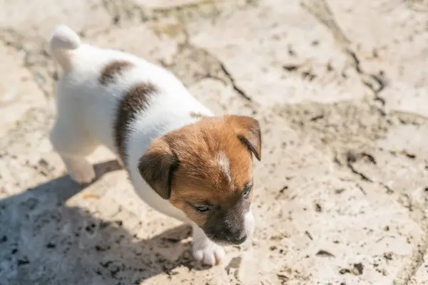 Jack Russell Terrier 'in portresi.