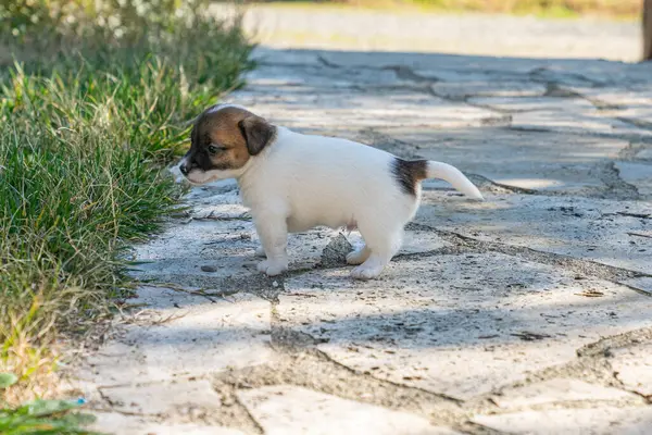 Jack Russell Terrier 'in portresi.