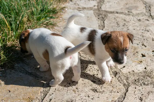Yavru bir jack russell terrier