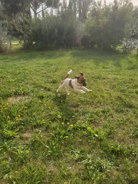 Yavru bir jack russell terrier