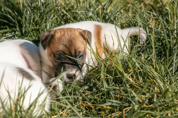 Yavru bir jack russell terrier