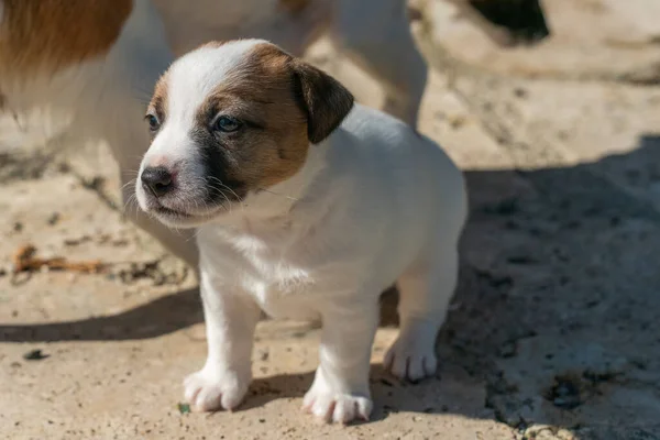 Yavru bir jack russell terrier