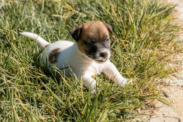Yavru bir jack russell terrier