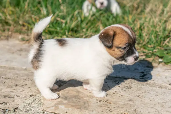Yavru bir jack russell terrier
