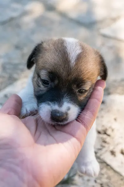 Yavru bir jack russell terrier