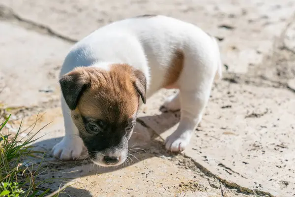 Yavru bir jack russell terrier