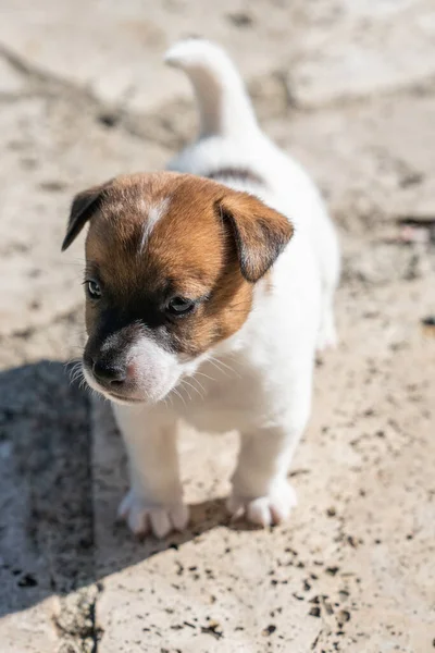 Yavru bir jack russell terrier