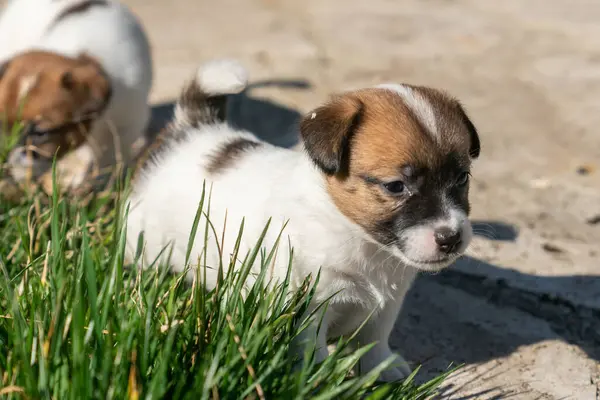 Yavru bir jack russell terrier
