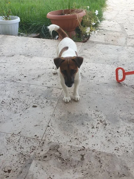 Yavru bir jack russell terrier